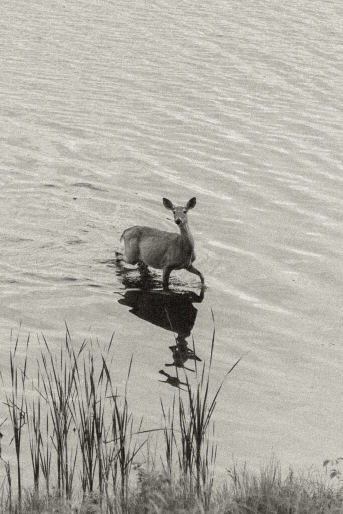 Deer wades through shallow water at Nisswa Minnesota wedding venue