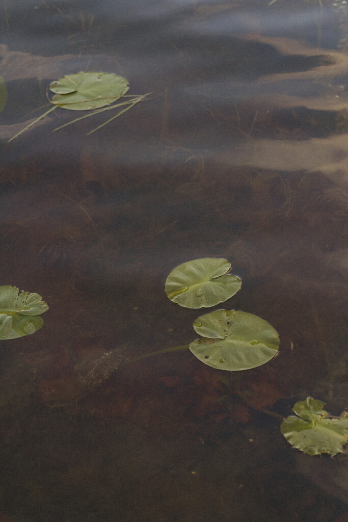 Close-up of lily pads floating on a dark, calm lake surface.