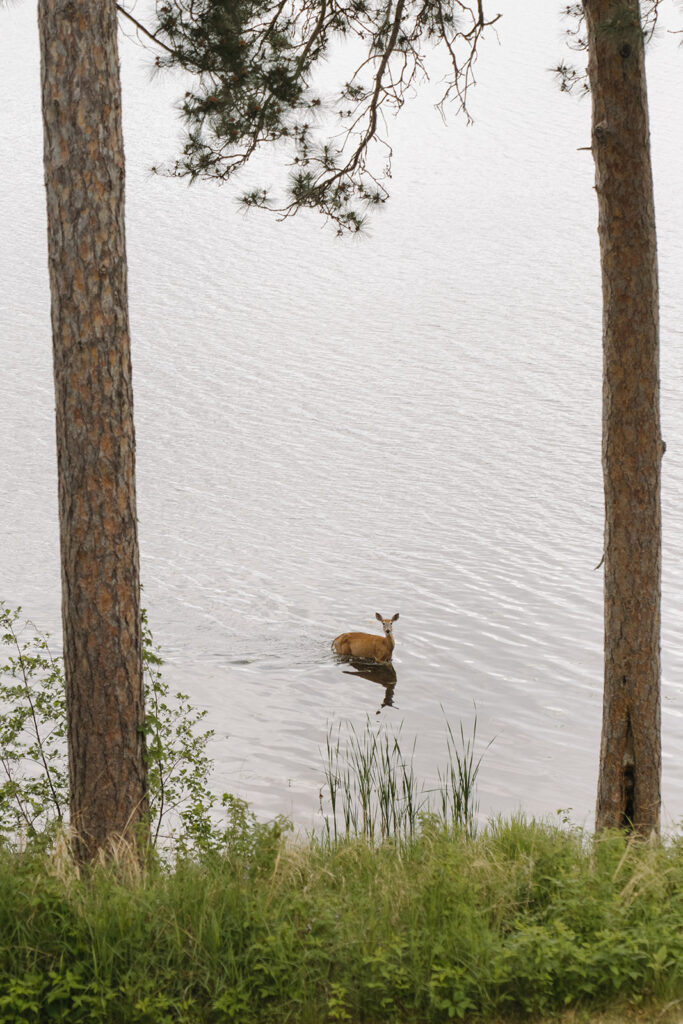 Deer standing in shallow lake water among trees, viewed through the forest